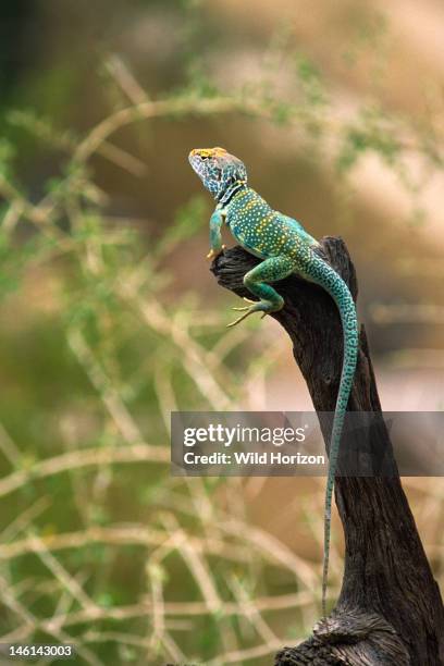 Territorial male eastern collared lizard on the lookout for intruders or prey , Crotaphytus collaris, Sonoran Desert, Arizona-Sonora Desert Museum,...
