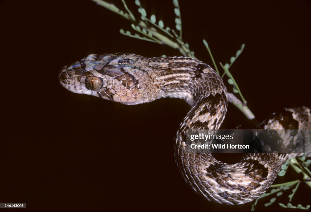 Western lyre snake climbing a foothill palo verde tree at night Trimorphodon biscutatus biscutatus This secretive, nocturnal, cat-eyed species is rear-fanged and mildly venomous Native to the western United States and northern Mexico Sonoran Dese