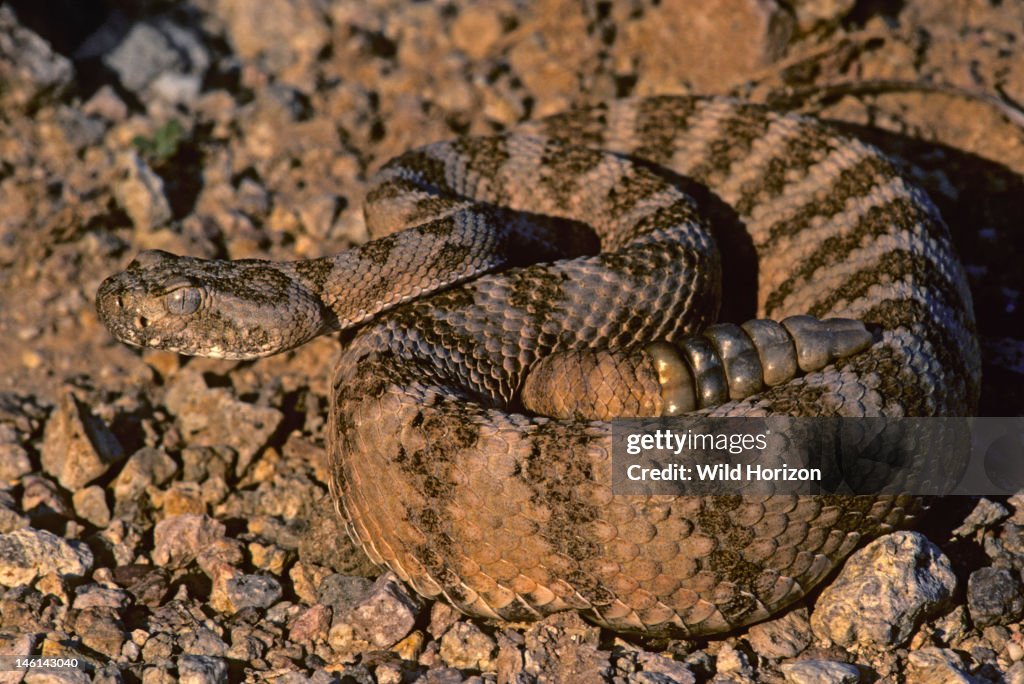 Tiger rattlesnake, coiled; a species of special concern protected by Arizona state law Crotalus tigris Sonoran Desert Tumamoc Hill, Tucson, Arizona, USA