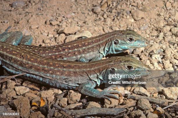 Two female Gila spotted whiptail lizards basking in sunlight, Aspidoscelis flagellicauda, formerly known as Cnemidophorus flagellicaudus, This is one...