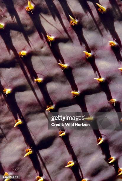 Close-up of a pad of a young Santa Rita prickly pear cactus, also known as purple prickly pear, showing yellow, vestigial leaves that fall off with...