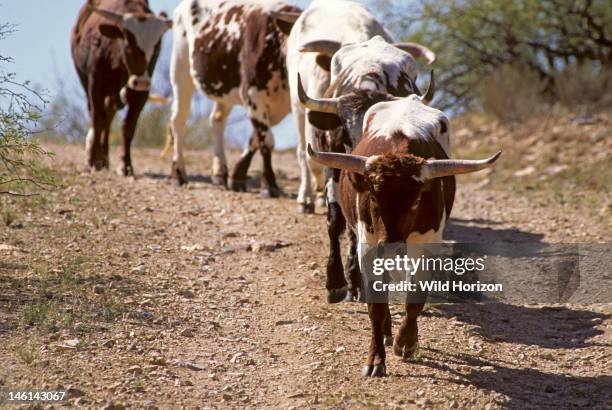 Line of registered Texas longhorn cattle, Bos taurus, Synonyms include Bos primigenius taurus, Bos primigenius indicus, Bos primigenius primigenius,...