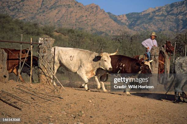 Registered Texas longhorn cattle herded into a corral, Bos taurus, Synonyms include Bos primigenius taurus, Bos primigenius indicus, Bos primigenius...