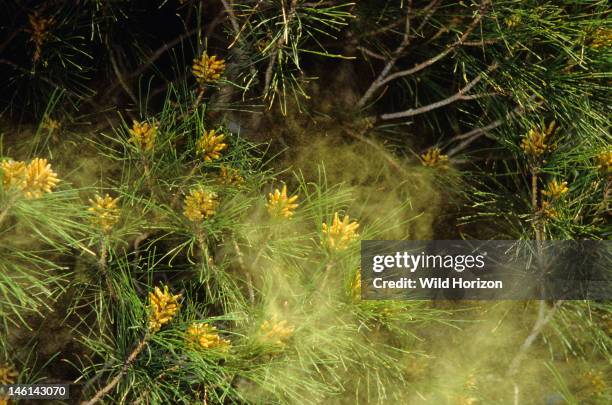 Airborne cloud of pine pollen from male pine cones, Pinus species, Bisbee, Arizona, USA,