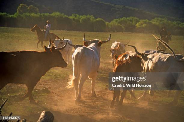 Texas longhorn cattle roundup on Cobra Ranch, Bos taurus, Synonyms include Bos primigenius taurus, Bos primigenius indicus, Bos primigenius...
