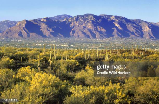 Springtime in Sweetwater Preserve, a 700-acre county park created in 2004, featuring blooming foothill palo verde trees and saguaro cactus, City of...