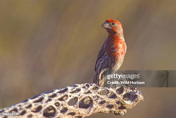 Male house finch perched on a cholla cactus skeleton in the Sonoran Desert, Carpodacus mexicanus; Cylindropuntia species, Tucson Mountains, Tucson,...