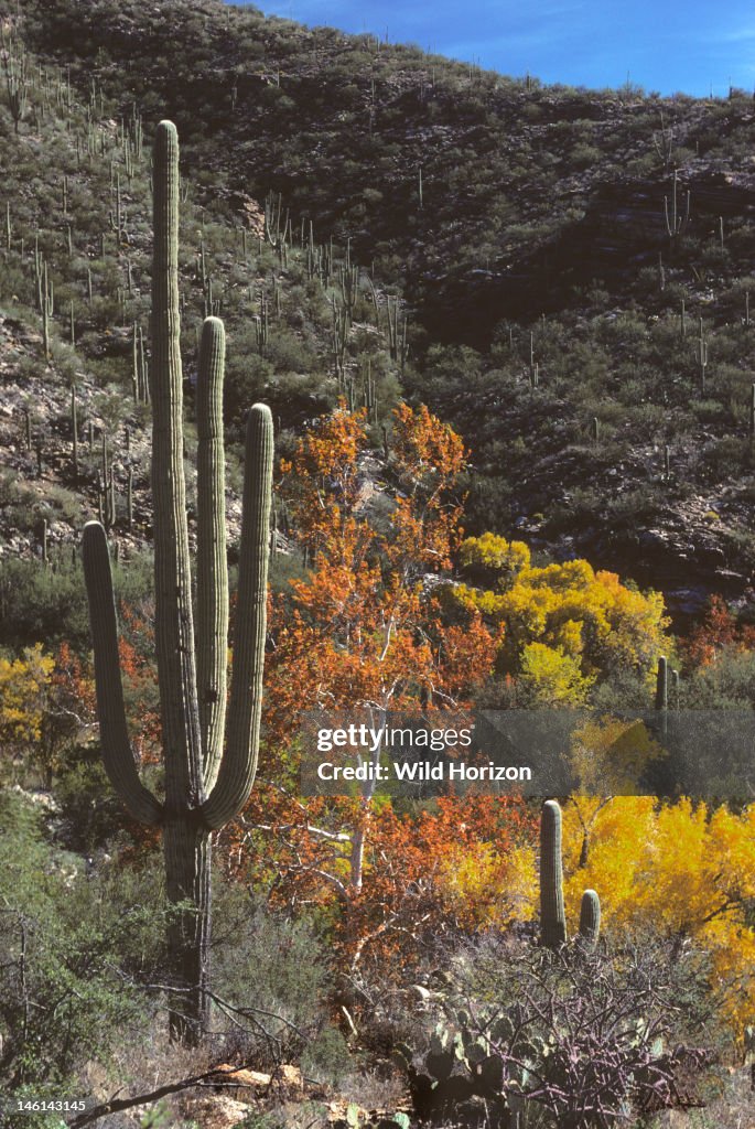 Sabino Canyon Recreation Area in autumn, with saguaro cactus in foreground, Arizona sycamore, and Fremont cottonwood trees Saguaro: Carnegiea gigantea, also known as Cereus giganteus; Arizona sycamore: Platanus wrightii; Fremont cottonwood: Populus