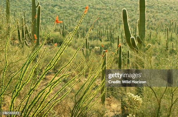 Spring In Desert 655 Spring In The Sonoran Desert Stock Photos, High-Res Pictures, and ...