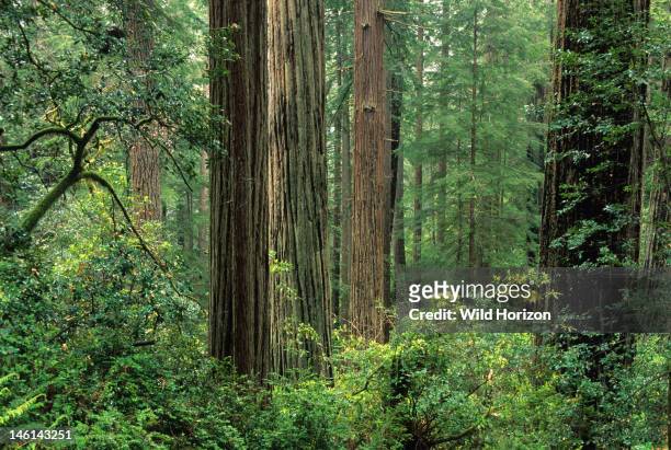 Old-growth coast redwood forest, Sequoia sempervirens, Prairie Creek Redwoods State Park, California, USA,
