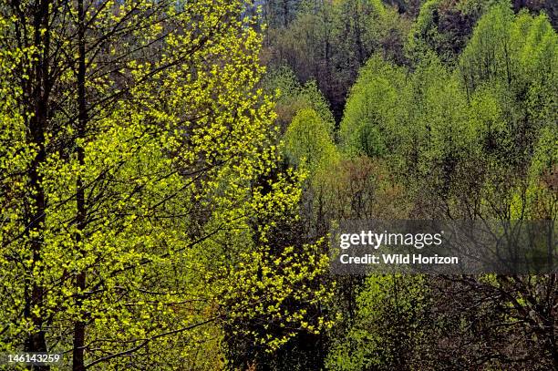 Appalachian spring foliage, mostly American tulip trees, in the Joyce Kilmer Memorial Forest, Liriodendron tulipifera, Joyce Kilmer Memorial Forest,...