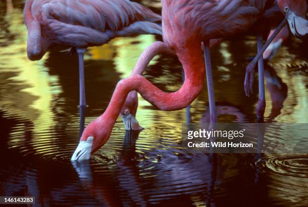 American flamingo filter-feeding, Phoenicopterus ruber, Sarasota Jungle Gardens, Sarasota, Florida, USA, Photographed under controlled conditions