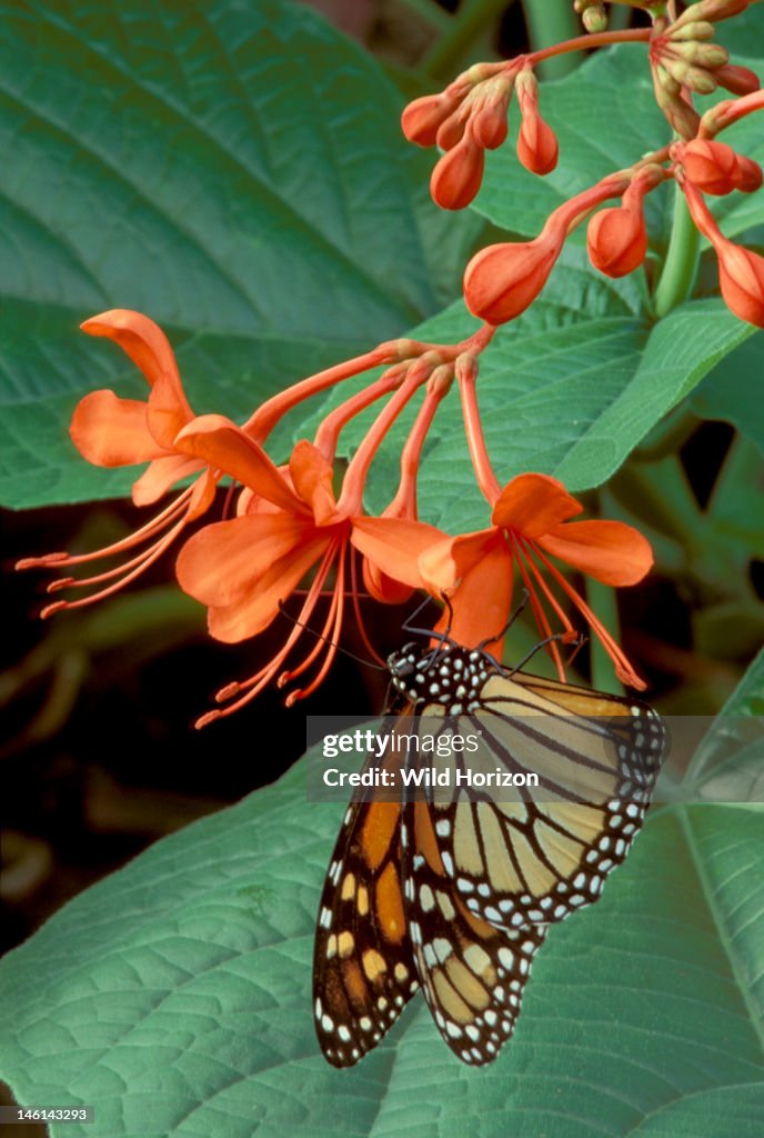 Monarch butterfly Danaus plexippus Native to the Americas, now worldwide It is a Mullerian mimic with other butterflies of the genus Danaus, a visual mimicry complex with all being distasteful to predators Wings of Wonder butterfly conservatory,