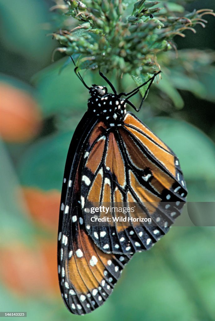 Queen butterfly with wings folded Danaus gilippus A species that ranges from North American to South America It is a Mullerian mimic with other butterflies of the genus Danaus, a visual mimicry complex with all being distasteful to predators Wing