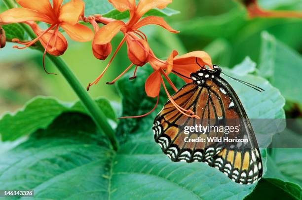 Viceroy butterfly with wings folded, Limenitis archippus, A species that ranges from North American to South America, It is a Mullerian mimic with...