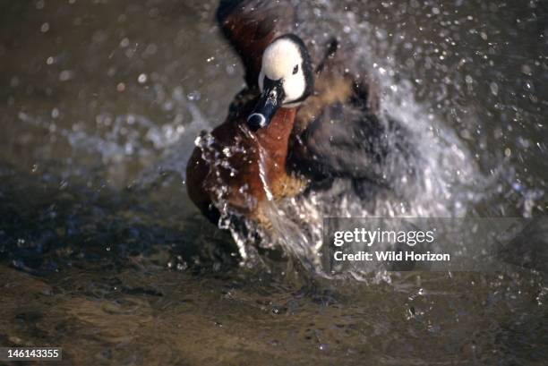 White-faced tree duck bathing, Dendrocygna viduata, On hotel grounds, Kauai, Hawaii, USA, Photographed under controlled conditions