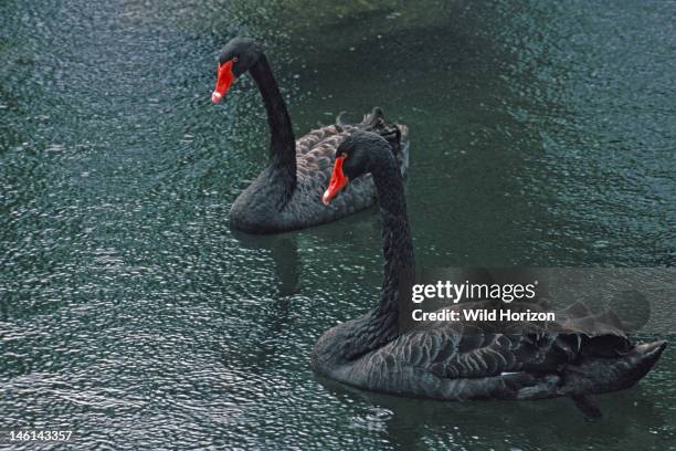 Pair of black swans, Cygnus atratus, Species native to Australia and the official state emblem of Western Australia, On hotel grounds, Kauai, Hawaii,...