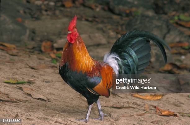 Rooster of red junglefowl, ancestor to modern domesticated chicken, Gallus gallus, Introduced wild population established on the island of Kauai,...