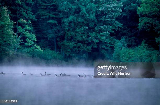 Canada geese at dawn on Goose Pond, added to the Walden Pond State Reservation in 2002, Branta canadensis, Goose Pond retains the beauty and...
