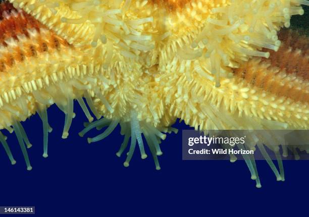 Underside of a sea star showing its tube feet, Shoals Marine Laboratory, Appledore Island, Isles of Shoals, Maine, USA, Photographed under controlled...