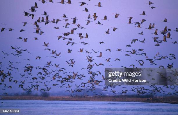 The world's largest concentration of sandhill cranes at a migration stop on the Platte River, a mix of lesser sandhill, Canadian sandhill, and...