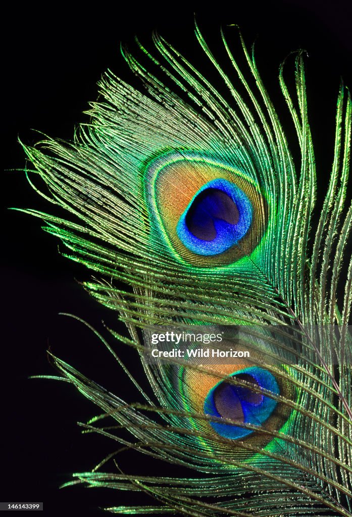 Detail of two iridescent peacock feathers Photographed in Arizona Photographed under controlled conditions