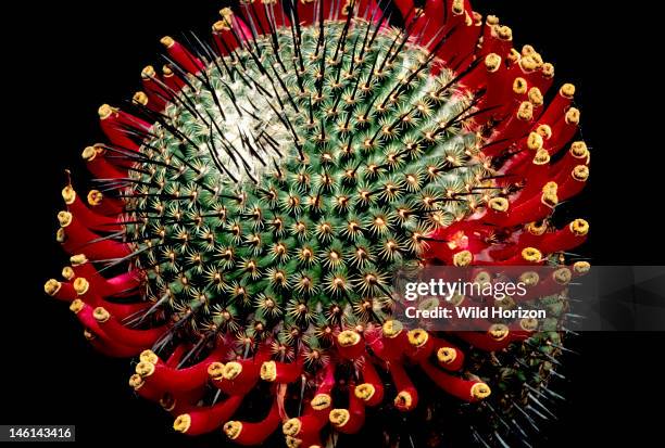 Pincushion cactus with a crown of ripe fruit, Mammillaria huitzilopochtli, Native to Oaxaca and Puebla, Mexico, Garden in Tucson, Arizona, USA,