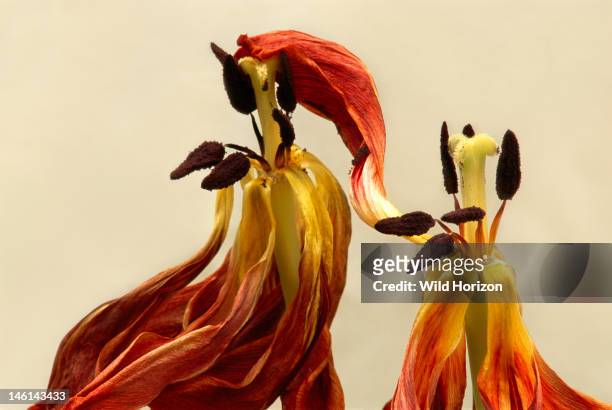 Two aging tulip flowers, Cut flowers, USA, Photographed under controlled conditions