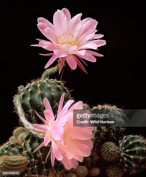 Hybrid Easter lily cactus in bloom, Echinopsis hybrid, Genus is native to South America, Garden, Arizona, USA, Photographed under controlled...