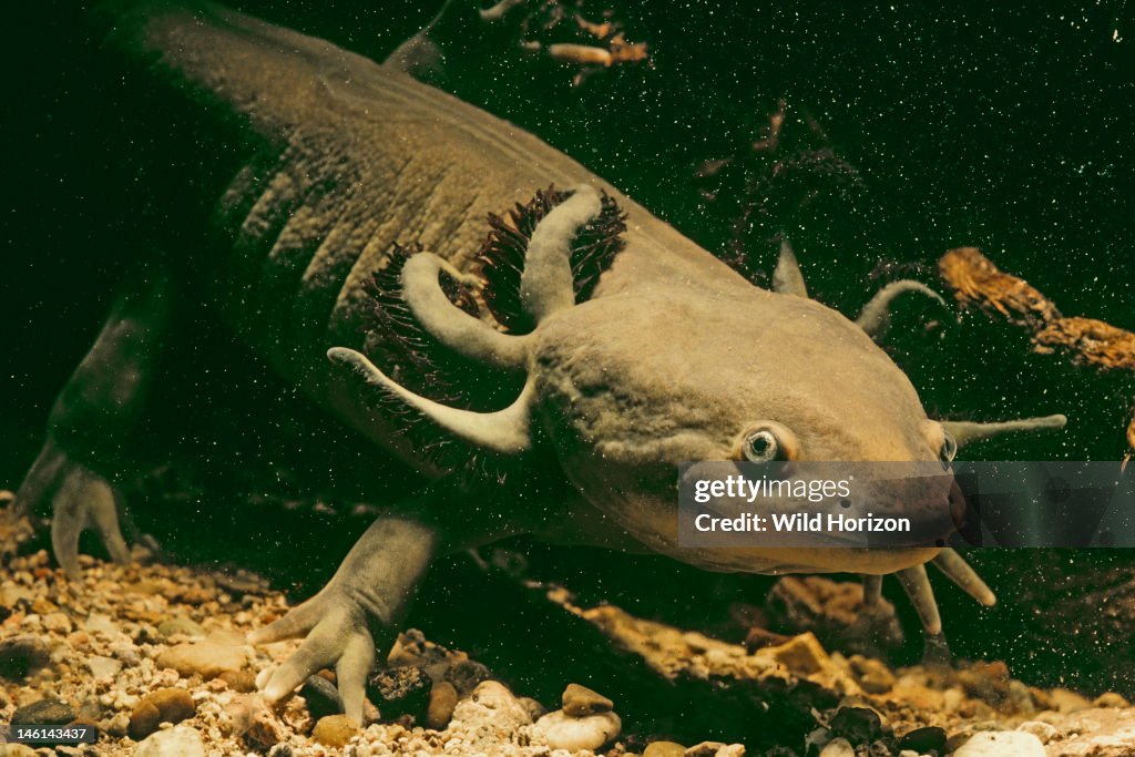 Neotenic Arizona tiger salamander with both external gills and legs, at the onset of metamorphosis Ambystoma tigrinum nebulosum Photographed in captivity From a desert pond in Hidalgo County, New Mexico, USA Photographed under controlled conditio