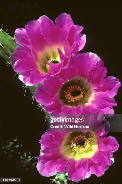 Flowering lady-finger cactus, alicoche in Spanish, Echinocereus pentalophus, Native to Chihuahuan Desert, including Rio Grande Valley of southern...