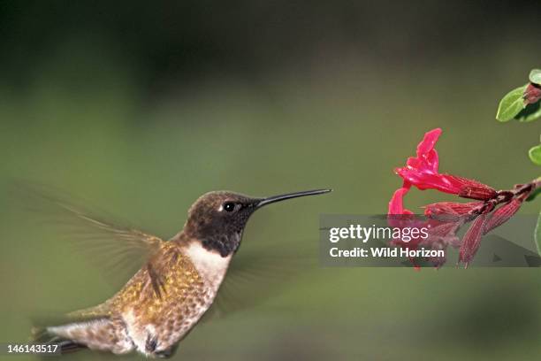 Black-chinned hummingbird hovering at a cluster of salvia flowers, Archilochus alexandri, Bandera, Texas, USA,