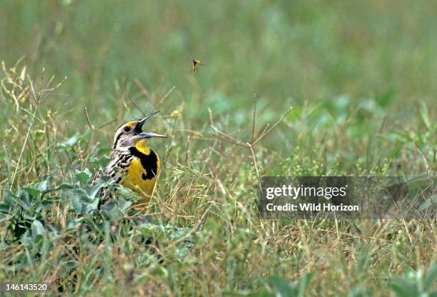 Singing Fly Insect 905 Singing Insect Stock Photos, High-Res Pictures, and Images - Getty ...