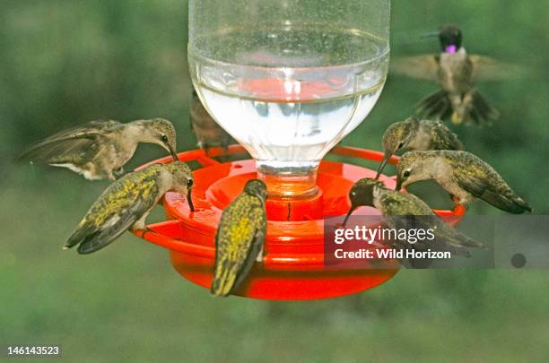 Black-chinned hummingbirds at feeder, Archilochus alexandri, Bandera, Texas, USA,