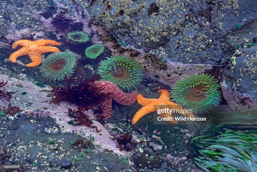 Pacific tidepool with ochre stars, giant green anemones, red algae, rock crust, coralline algae, and surf grass Anemones: Anthopleura xanthogrammica Ochre stars: Pisaster ochraceus Grass: Phyllospadix scouleri Rock crust: Lithothamnium philippi