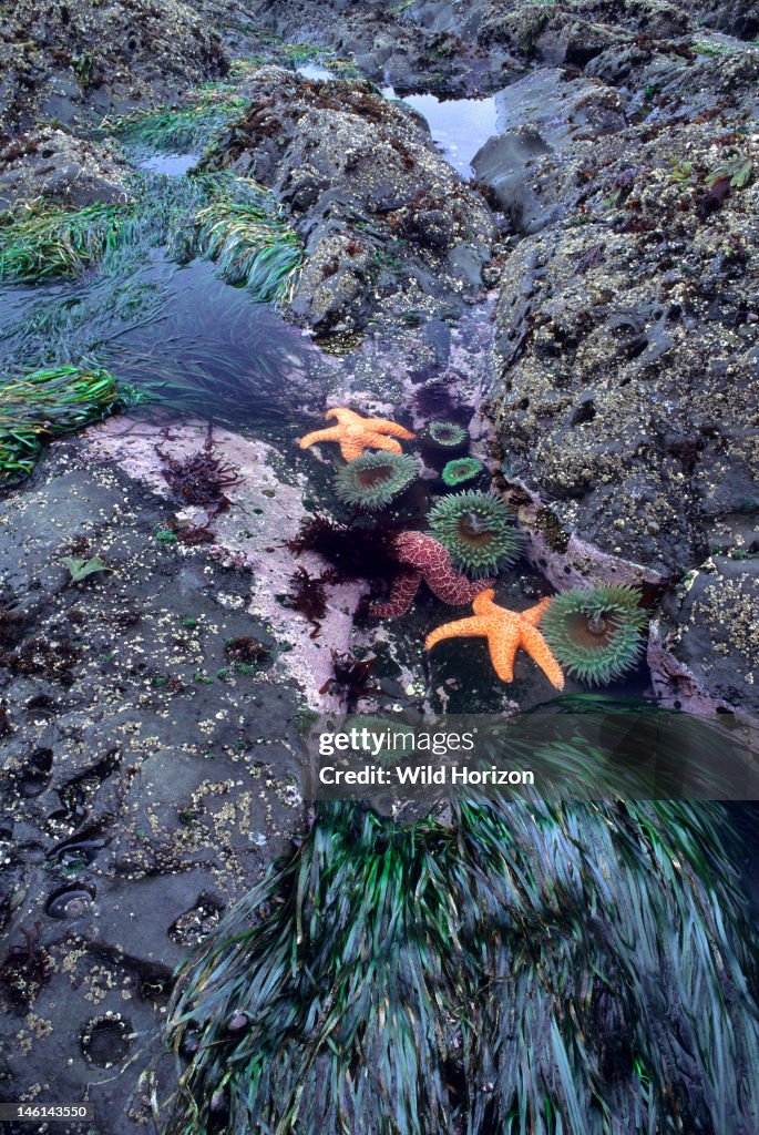 Pacific tidepool with surf grass, ochre stars, giant green anemones, red algae, rock crust, coralline algae, and others Anemones: Anthopleura xanthogrammica Ochre stars: Pisaster ochraceus Grass: Phyllospadix scouleri Rock crust: Lithothamnium ph
