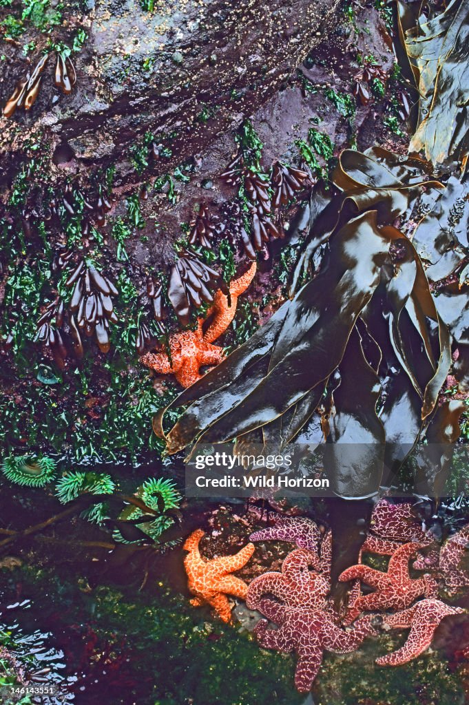 Pacific tidepool with ochre stars, giant green anemones, sea sac algae, kelp, green algae, and others Anemones: Anthopleura xanthogrammica Sea stars: Pisaster ochraceus Sea sac: Halosaccion glandiforme Olympic National Park Southwest of Neah Bay