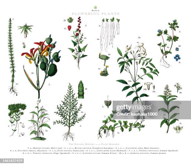 antique engraving, flowering plants, plant kingdom, victorian botanical illustration, circa 1853 - jasmine stock illustrations