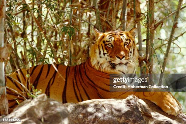 Bengal Tiger, India