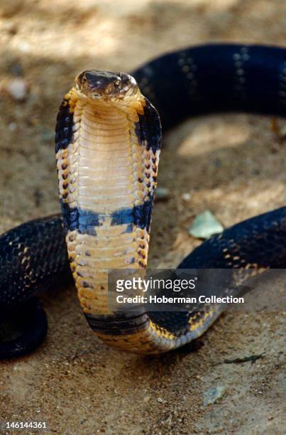 Cobra, India