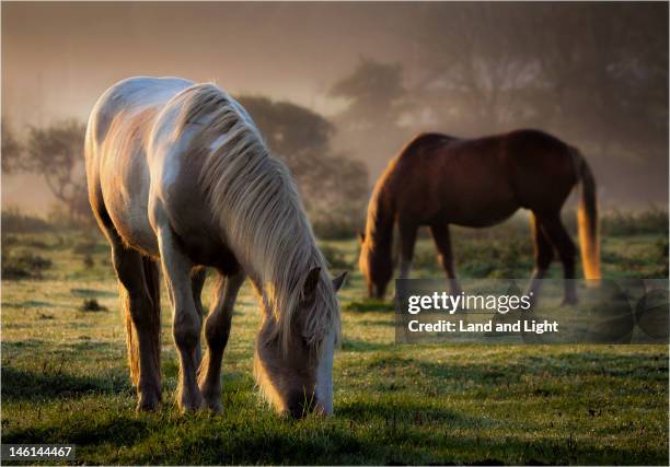 dew-point breakfast - horse grazing stock pictures, royalty-free photos & images