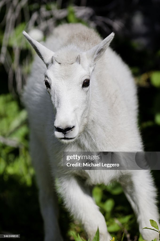 Rocky mountain goat