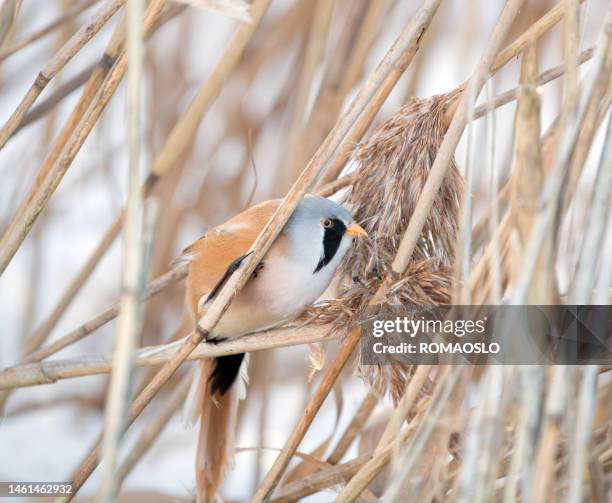 bearded reedling in bærum near oslo, norway - bærum stock pictures, royalty-free photos & images