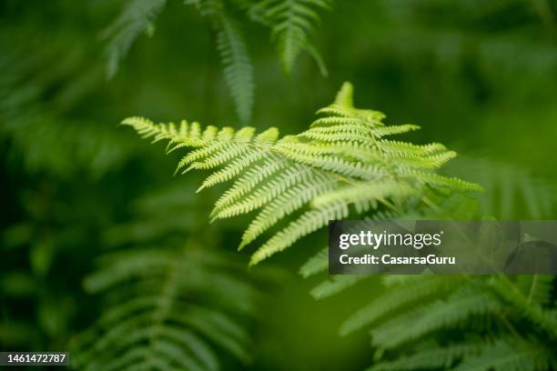 fern bush - pteropsida stock pictures, royalty-free photos & images