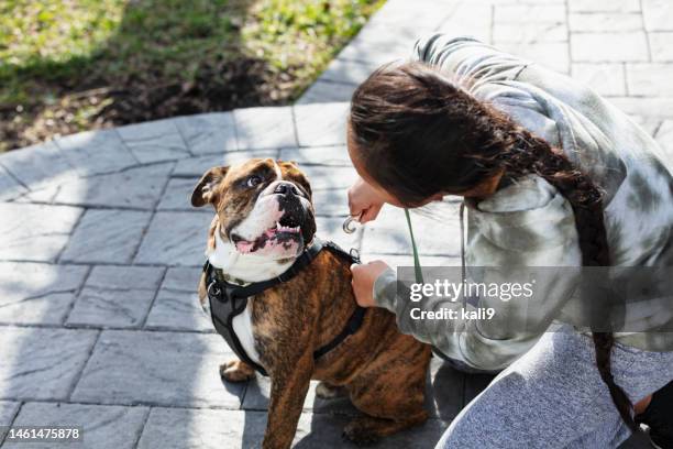 犬を散歩に連れて行く準備をするアジアの若い女性 - harness ストックフォトと画像