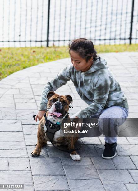 young asian woman putting harness on dog - animal harness stock pictures, royalty-free photos & images