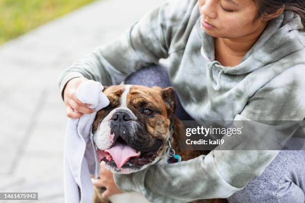 young asian woman wipes dog's face with washcloth - chinese bulldog stock pictures, royalty-free photos & images