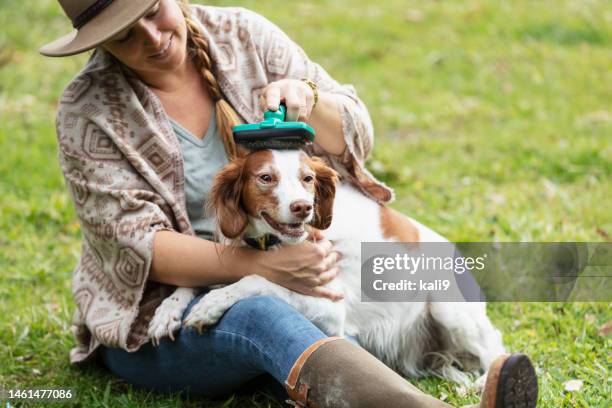 woman sitting on ground, brushing her dog - springer spaniel stock pictures, royalty-free photos & images