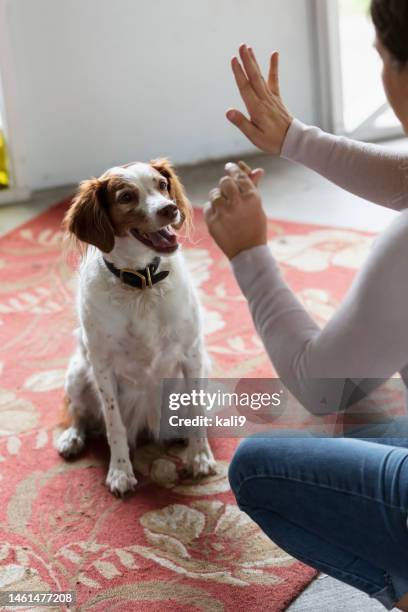 cane obbediente, seduto e rimanente per una sorpresa - dressage foto e immagini stock