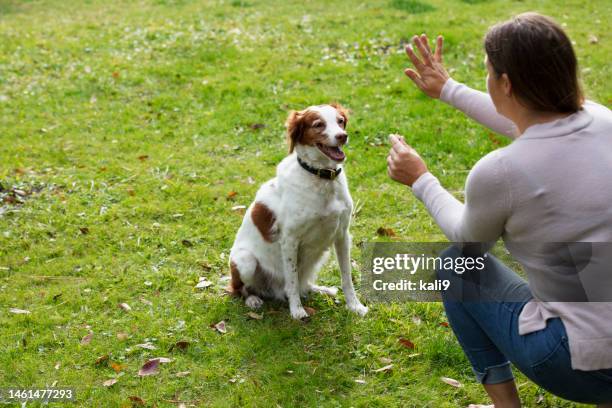 cane obbediente, seduto e rimanente per una sorpresa - dressage foto e immagini stock